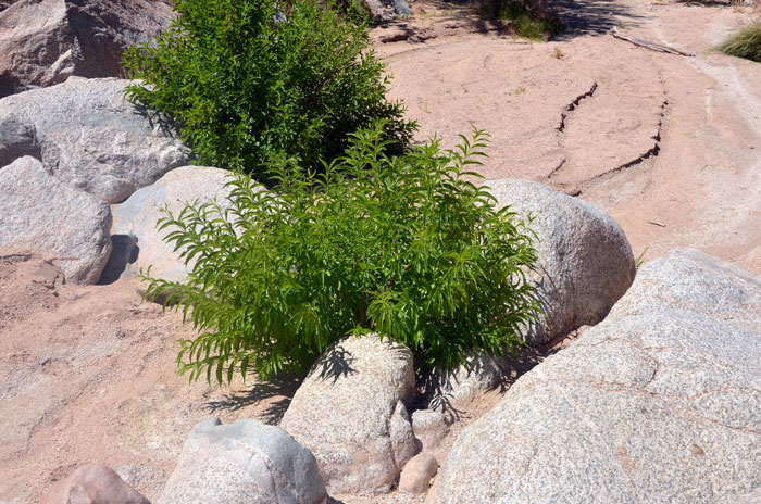 Common Buttonbush are most always found in wetlands, obligate species, many western plants may be found in damp, moist areas but also in dry washes without an abundance of surface water.